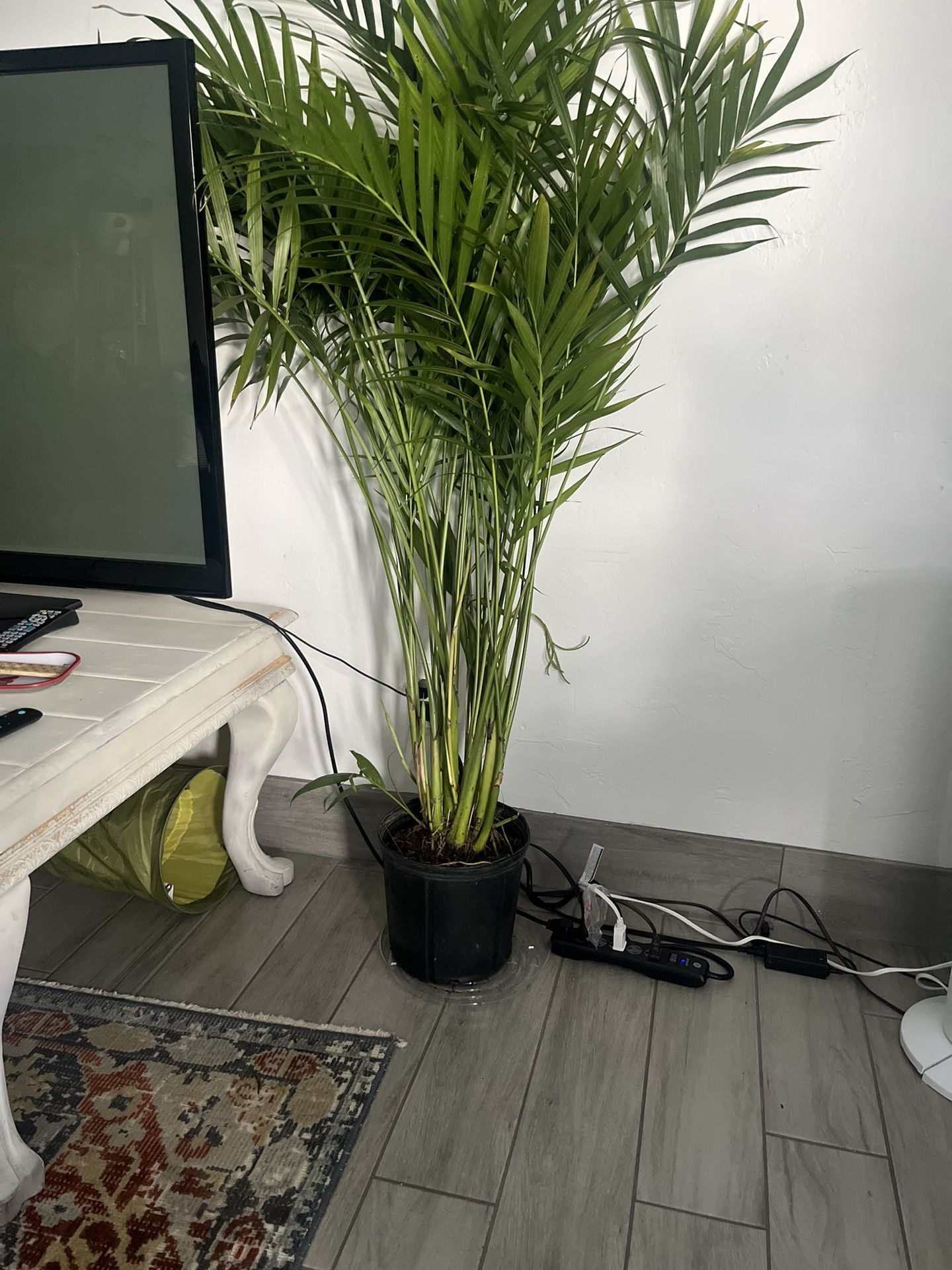 Healthy Palm Plant 