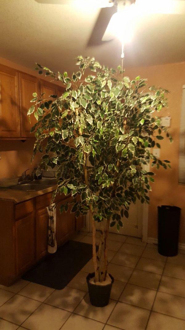 Ficus Tree for Sale in Phoenix, AZ OfferUp