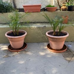 Palm Trees In Pots