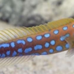 Aquatic Tank Mates Reef 