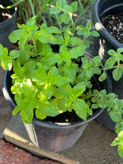 Oregano & Yerva Buena plant $5