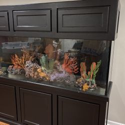 Fish Tank