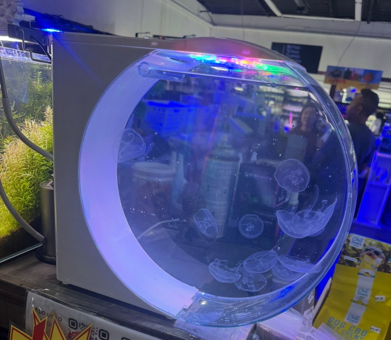 Kreisel 10 Jellyfish Aquarium