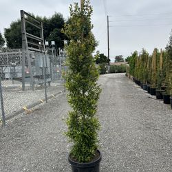 Eugenia Privacy Hedge
