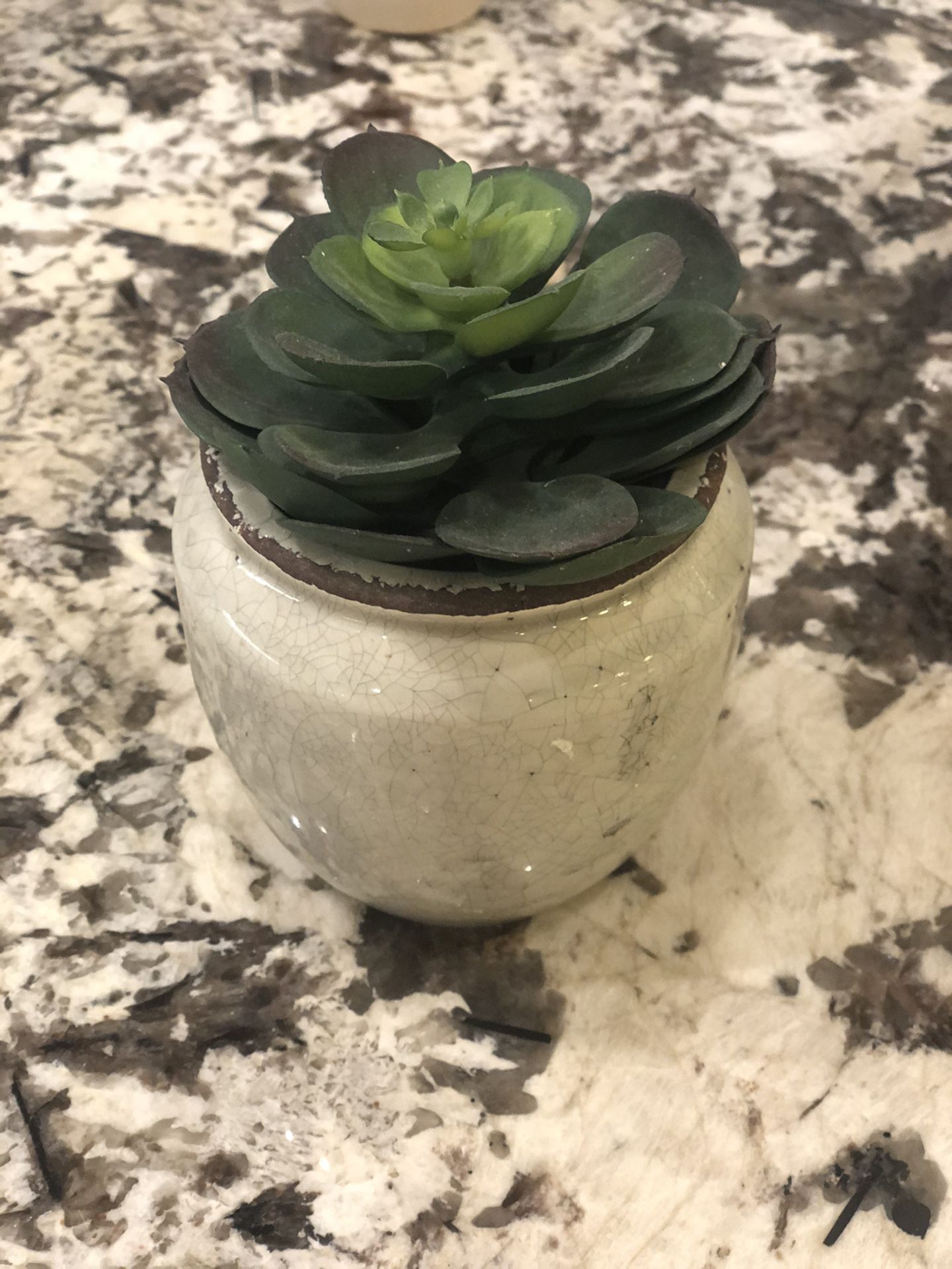 Succulent and pot