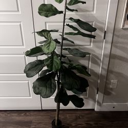 Faux Fiddle Leaf plant
