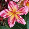 Brian's Plumeria Garden 
