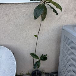 Loquat Tree 