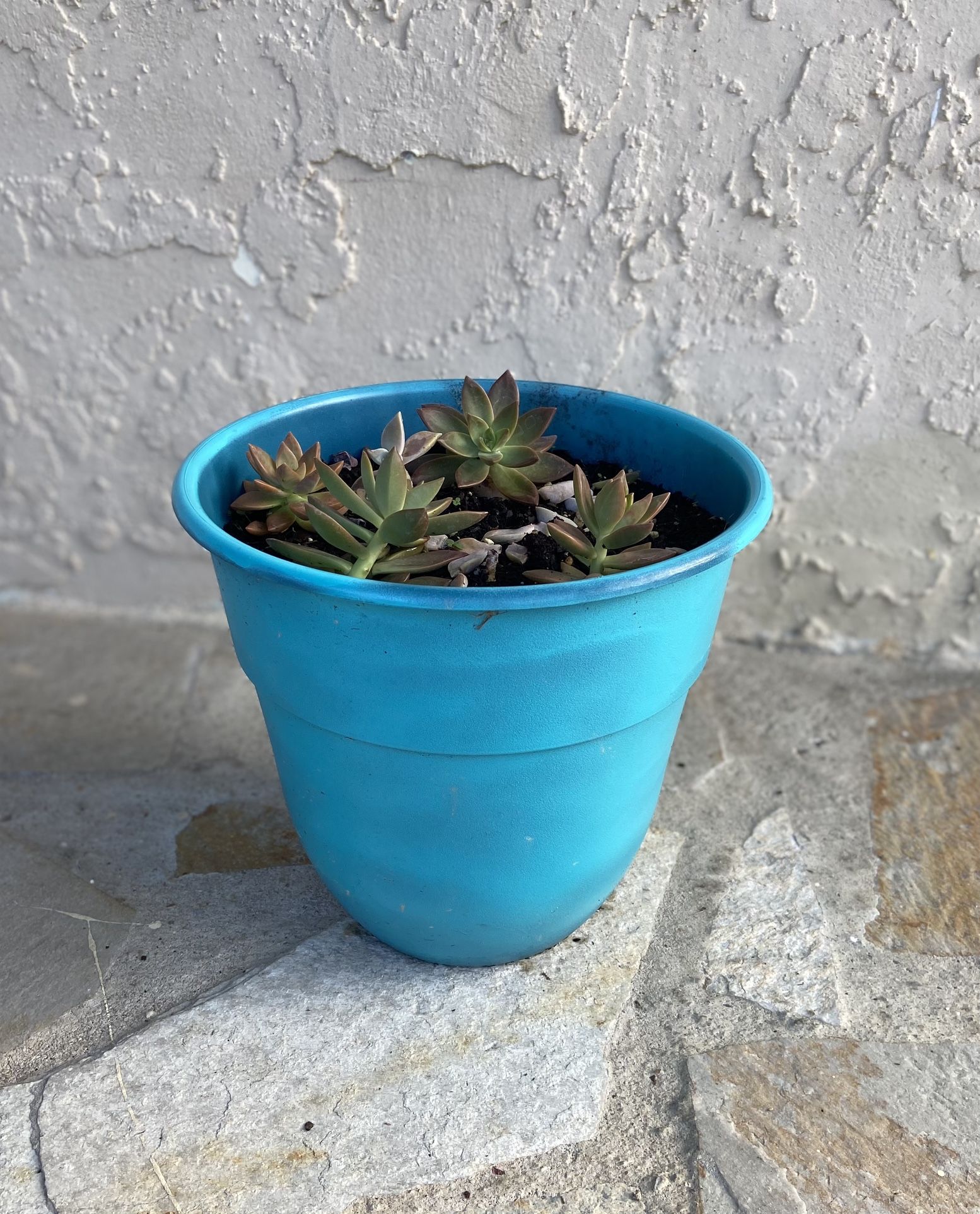 Blue Pot With Succulents Galore 