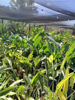 Birds of paradise plants on sale now $45