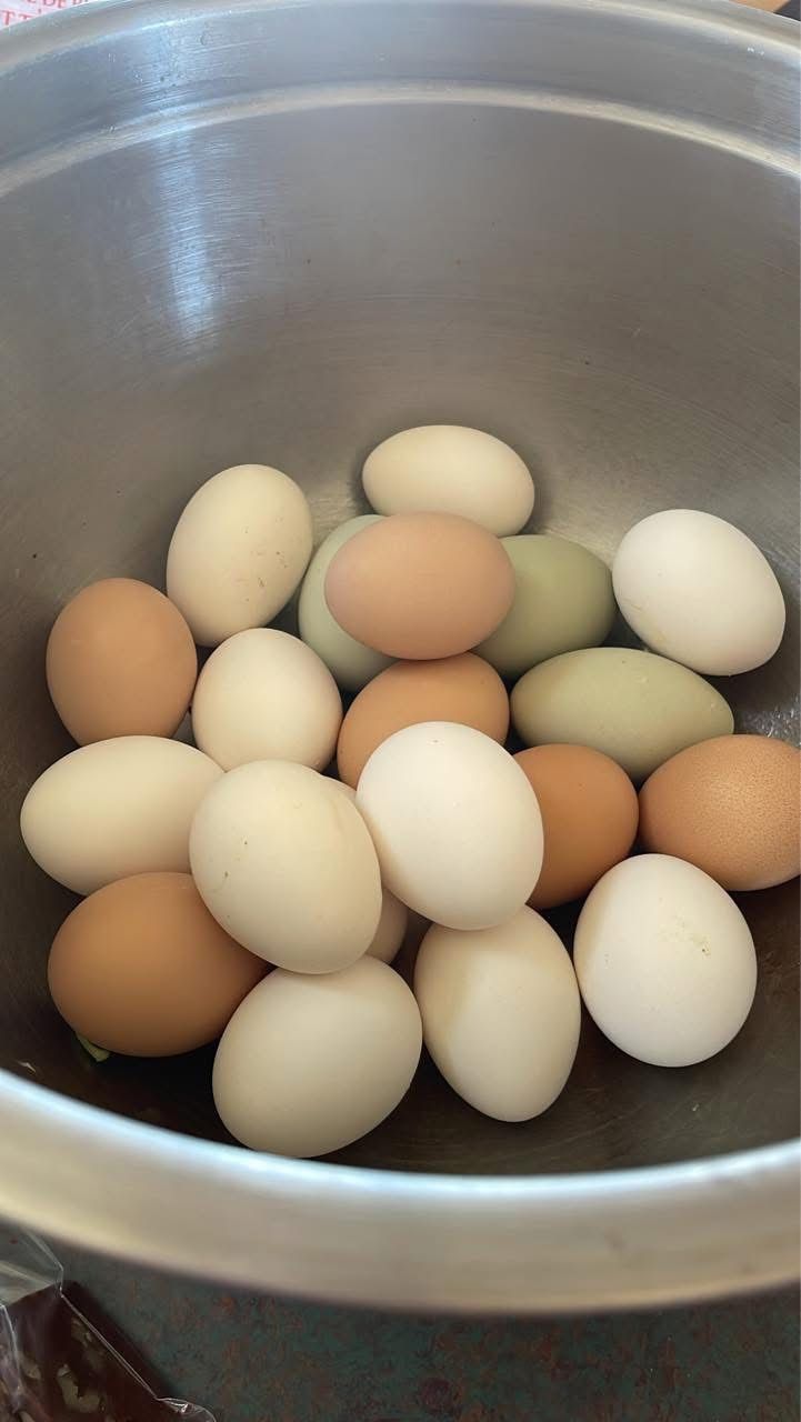 Nest Run Chicken Eggs