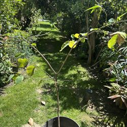 Plantas