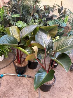 Congo Plant (Indoor Plant)