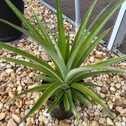 Big Pineapple Plant 🍍🍍🍍