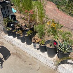 Succulents,Agaves, Aloveras