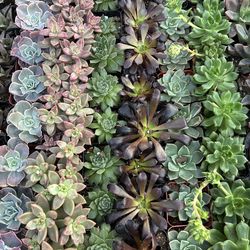 Premium 2 inch Succulents