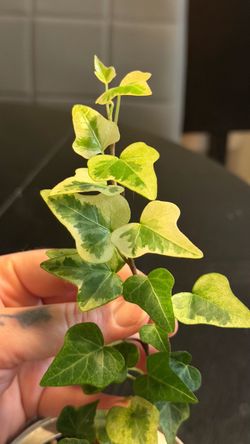 Variegated Mini "Goldchild" English Ivy (Hedera helix) House Plant