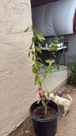 Lime tree