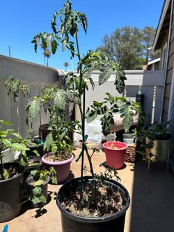 Tomato plants