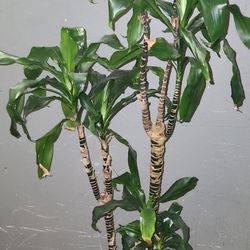 Dracaena fragrans 'Massangeana', commonly known as a corn plant