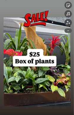 Plants Sale🌿$25 Box of plants/first come/only few available ➡️view last picture for the hours & address