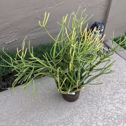 Firestick Plant