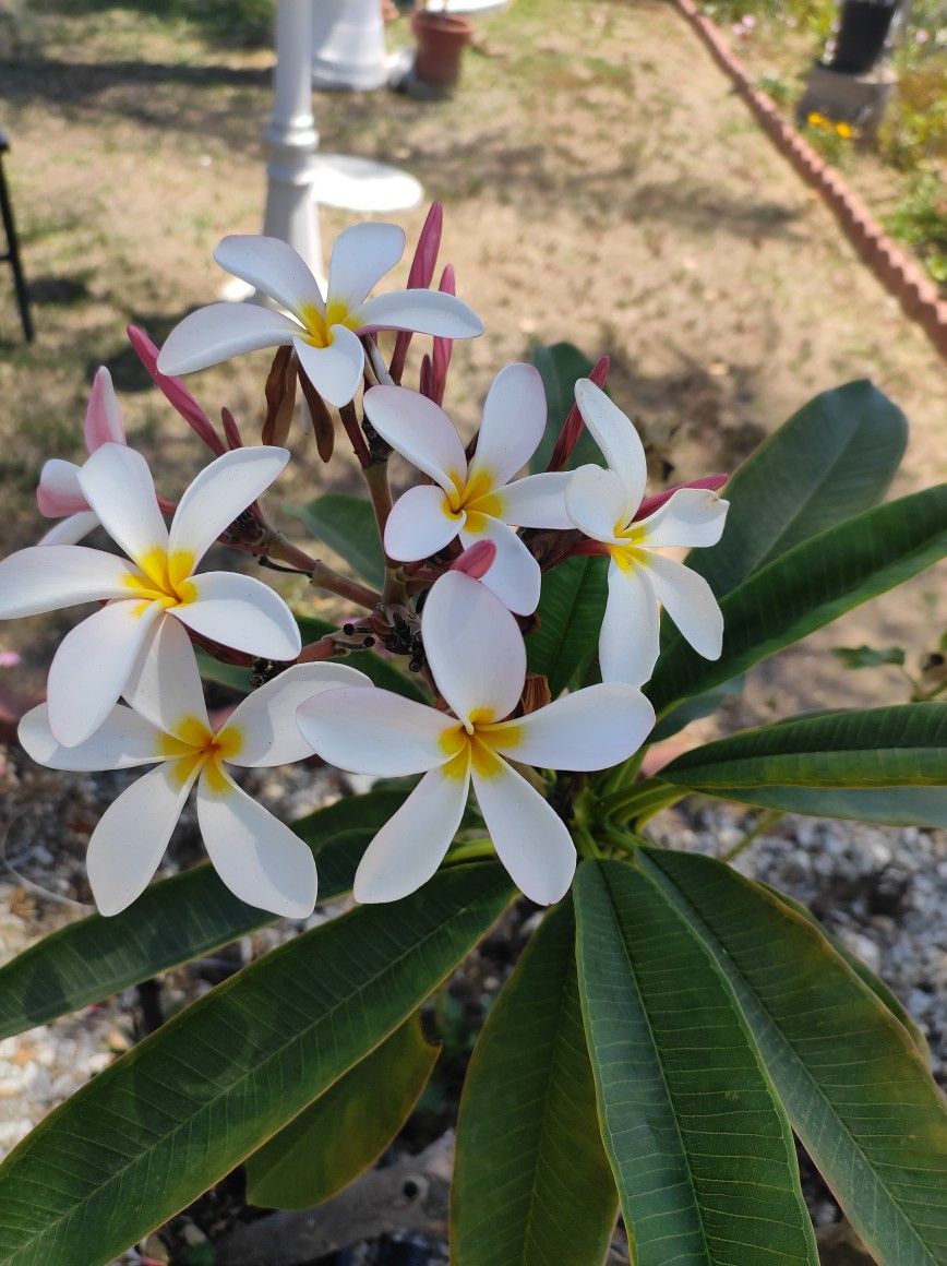 Hawallana Tre
