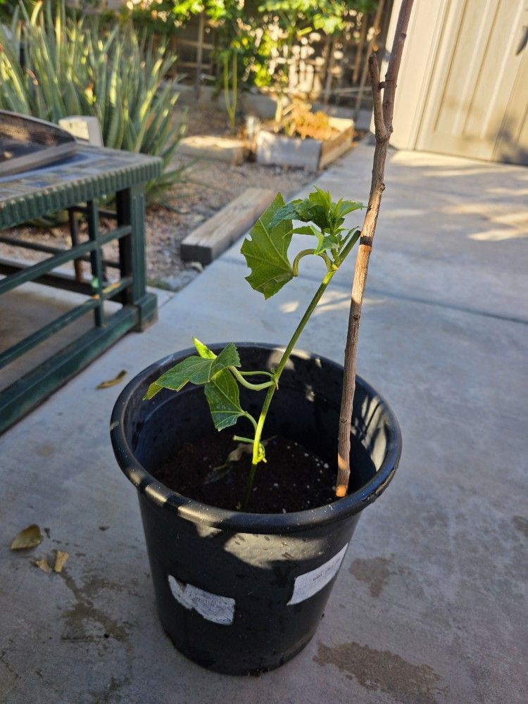 Passion Fruit Purple Variety Plant Vine