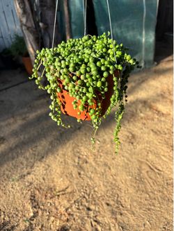 String of pearls, $10