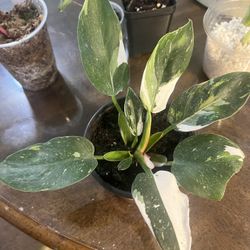 White Princess Philodendron