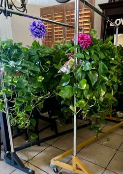 Pothos