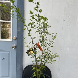 Lemon Plant