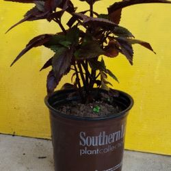 Coleus Plant 