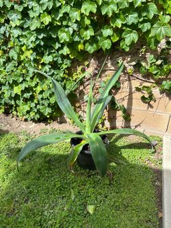 Agave