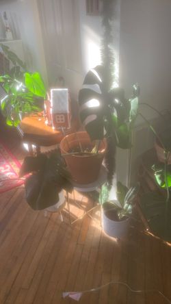 Monstera Plant