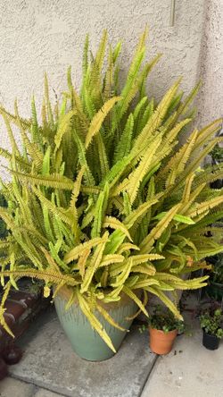 Plant for sale