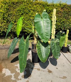 giant philodendron jose buono 