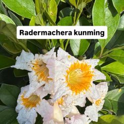 🌳 Radermachera kunming (China Doll Tree)