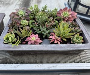 Potted Succulent