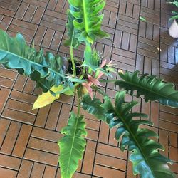 Jungle Boogie Narrow Leaf Philodendron Tropical Houseplant 6”