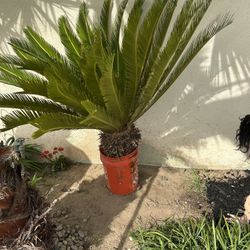 Sago Palm