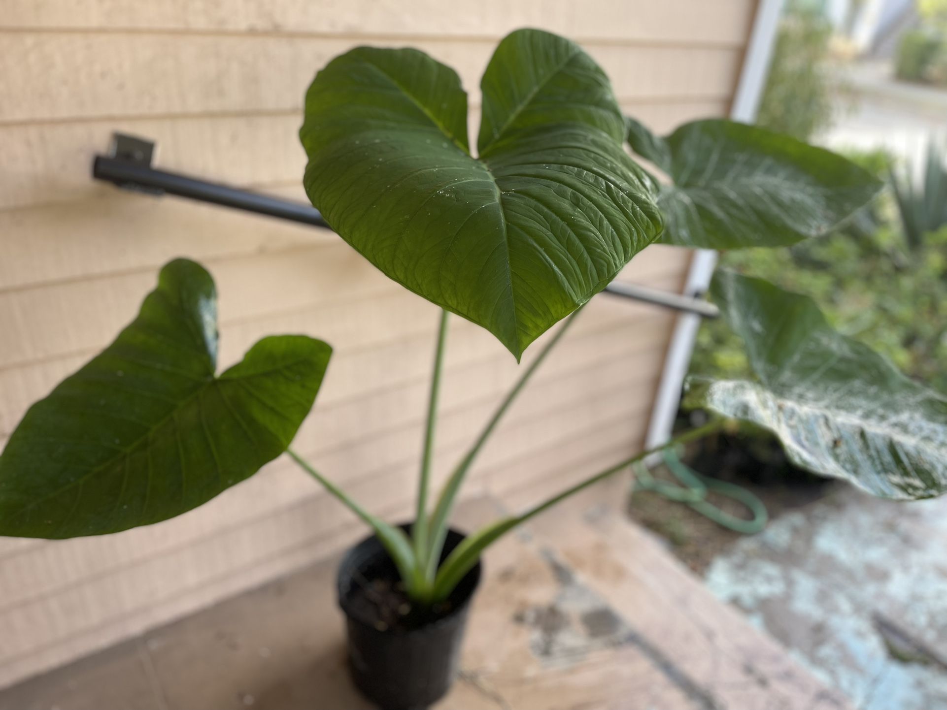 Big Elephant Ear Plant