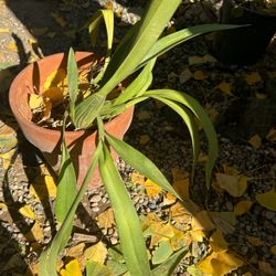 Orchid