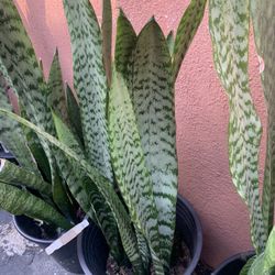 Snake Plants 