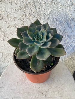 6 Inch Pot Succulent Plant - Echeveria Affinis - Black Prince - Rooted & Established - Drought Resistant - 🪴