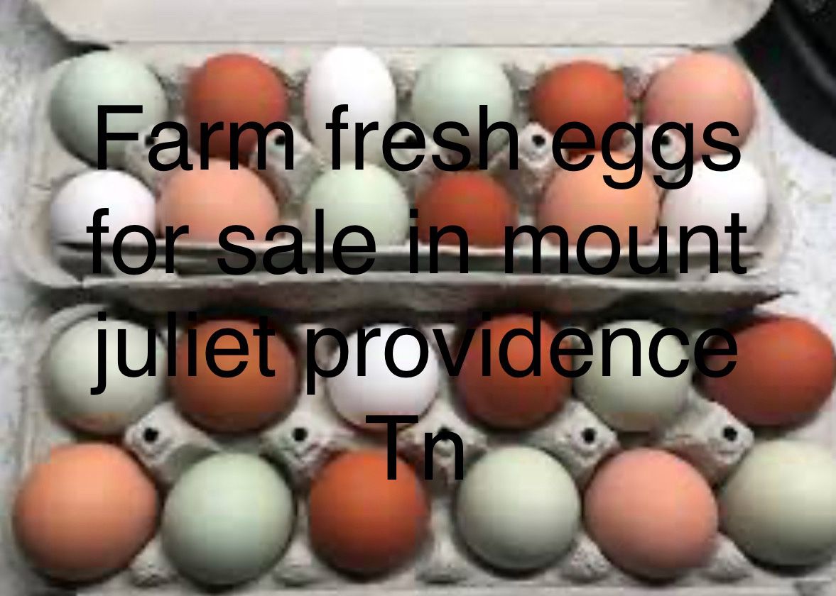Farm Fresh Eggs For Sale Mt.juliet Tn