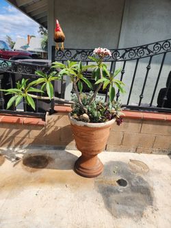 Plomeria  in Mexican Clay pot