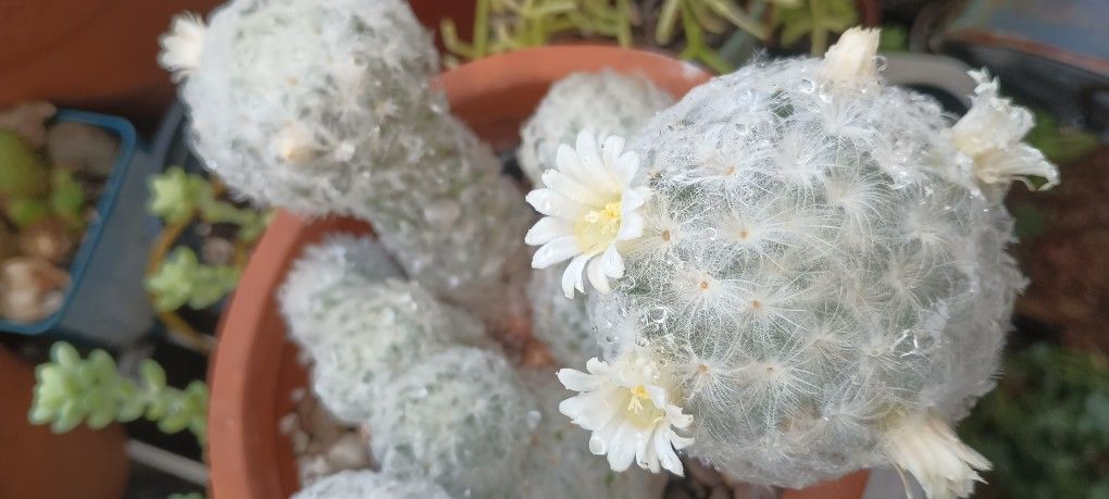 Beautiful Fragrance Succulent Plants.