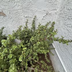 Elephant Food Plant $30 Each