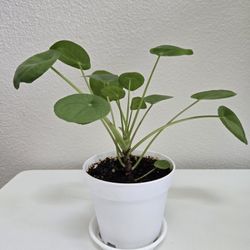 Chinese Money Plant - Pilea  Peperomioides